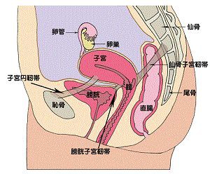 仙骨を温めて肌力 女子力アップに 美肌のプロが伝える オーガニックコスメ 自然派化粧品 内面美容