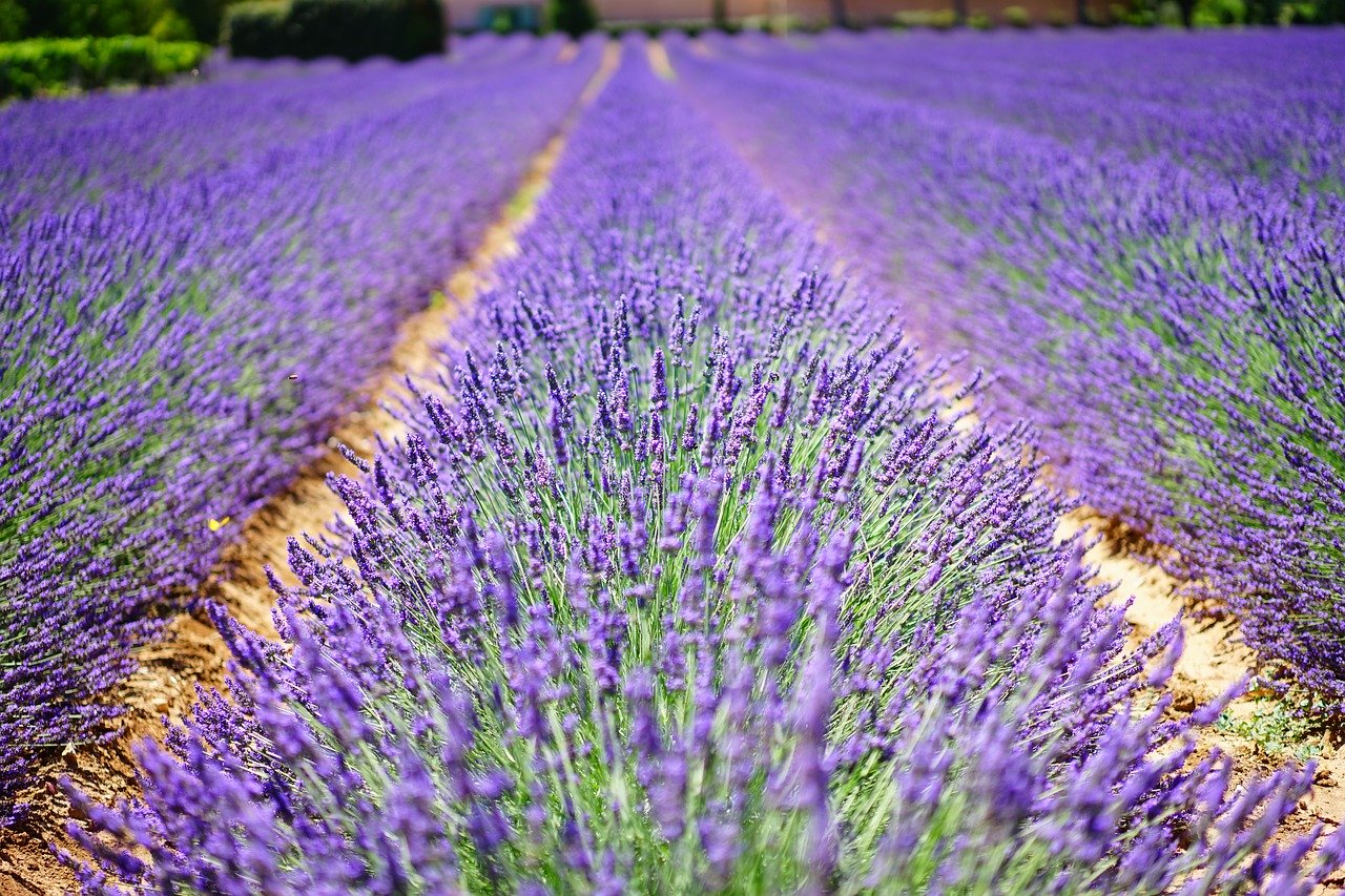 lavender-flowers-1595487_1280