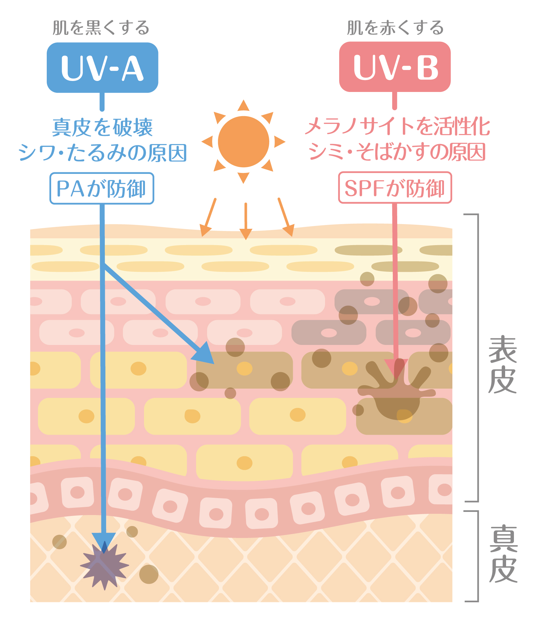 紫外線　UVA 　UVB